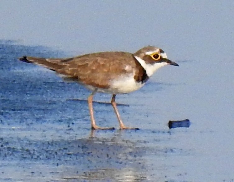 Little Ringed Plover (curonicus) - ML173007061