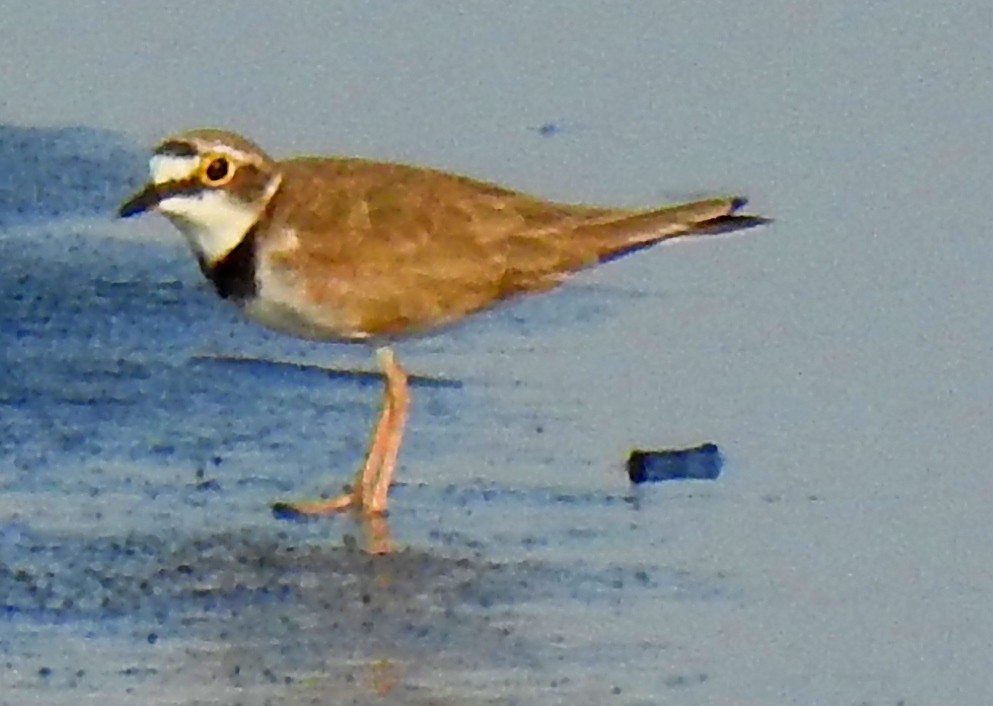 Little Ringed Plover (curonicus) - ML173007071