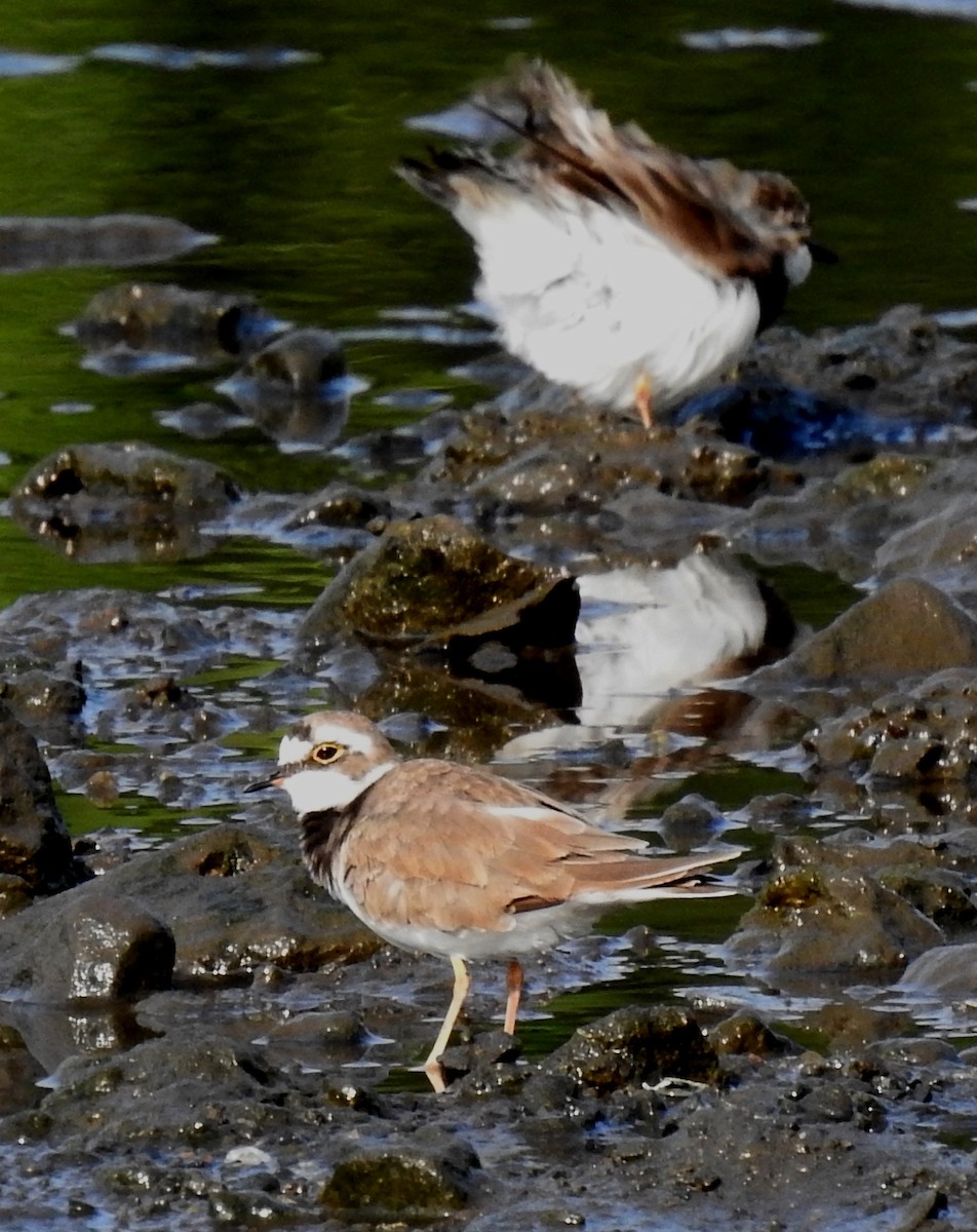 Little Ringed Plover (curonicus) - ML173007721