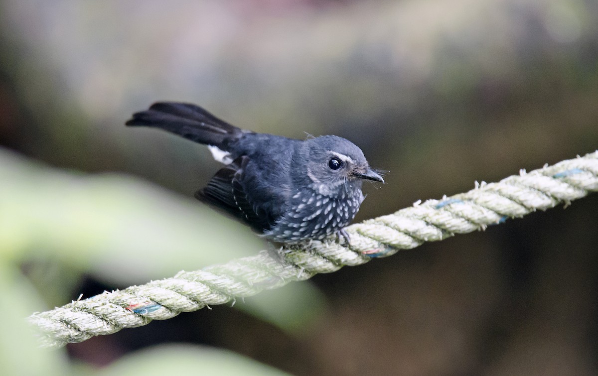 Spotted Fantail - ML173008361