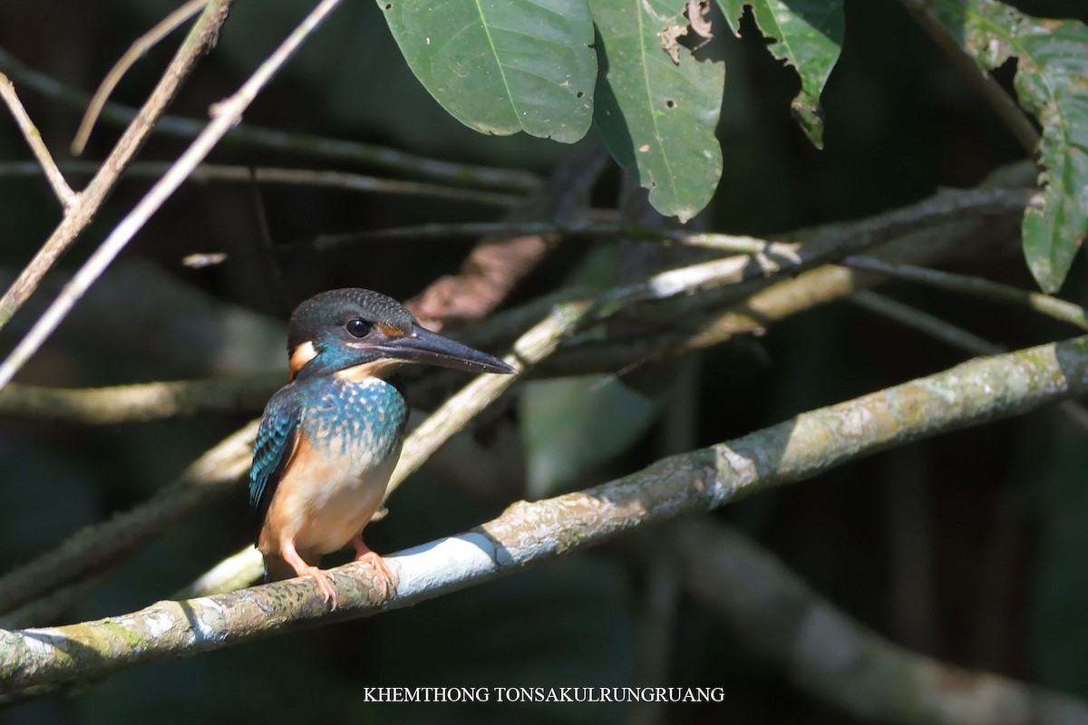 Malaysian Blue-banded Kingfisher - ML173008581