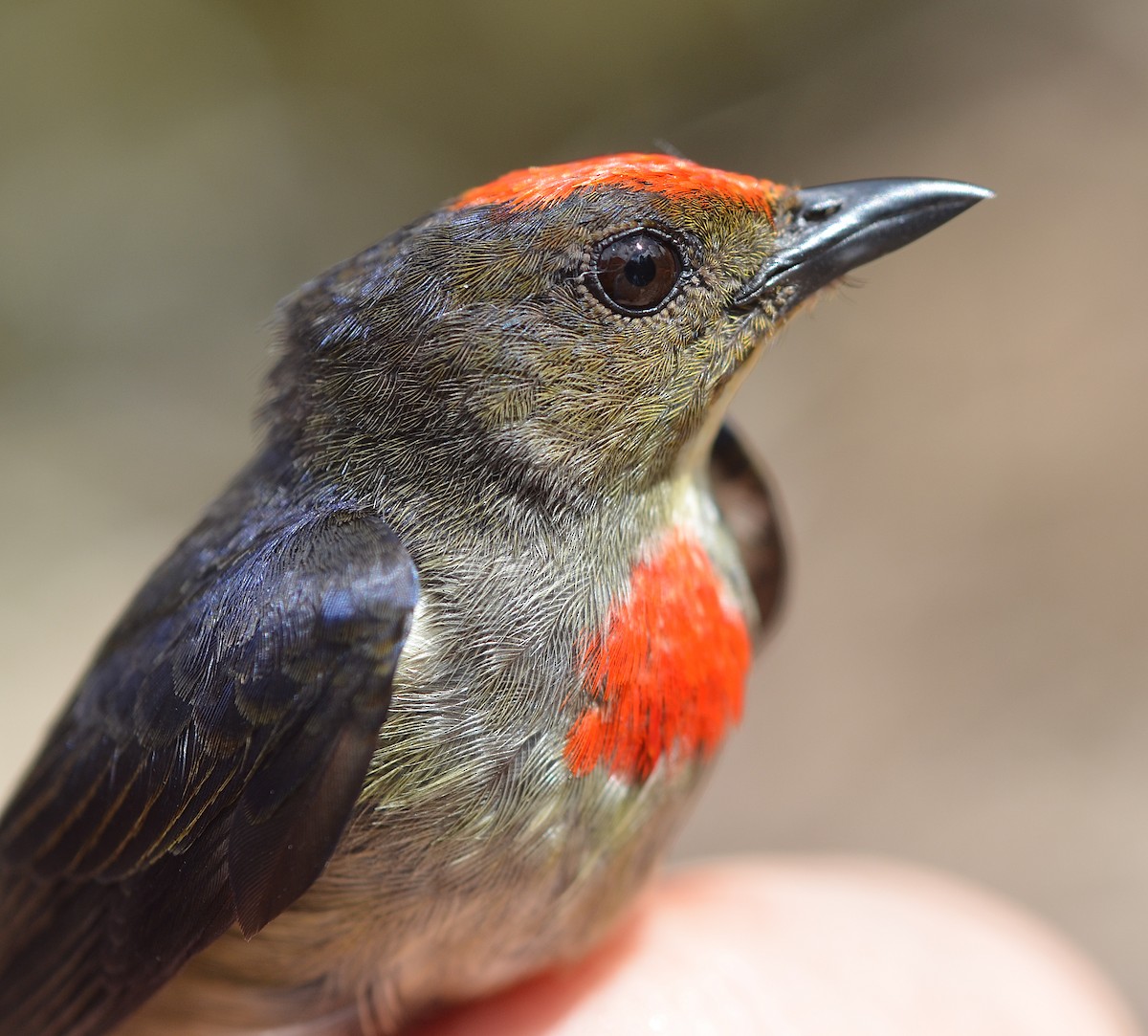 Red-capped Flowerpecker - ML173008951