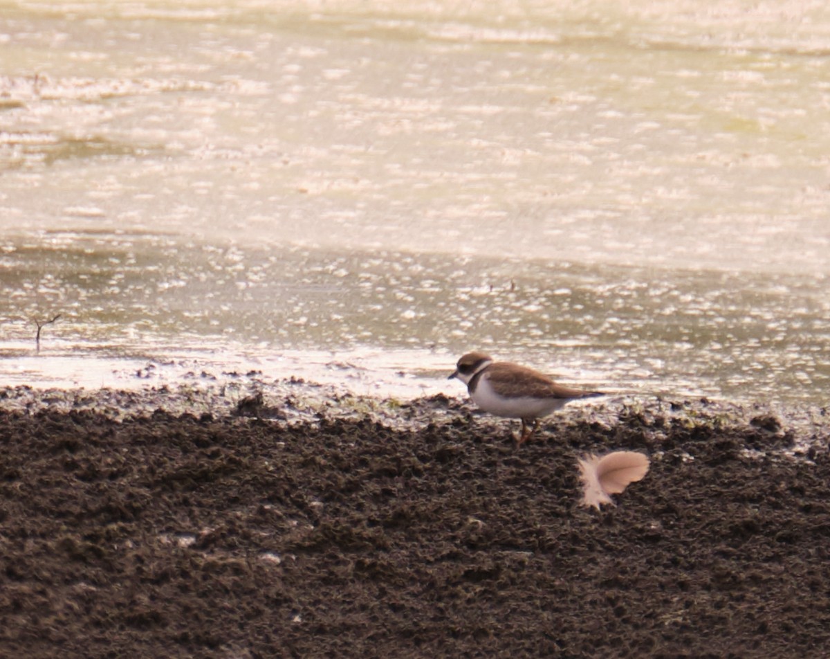 Semipalmated Plover - ML173010261