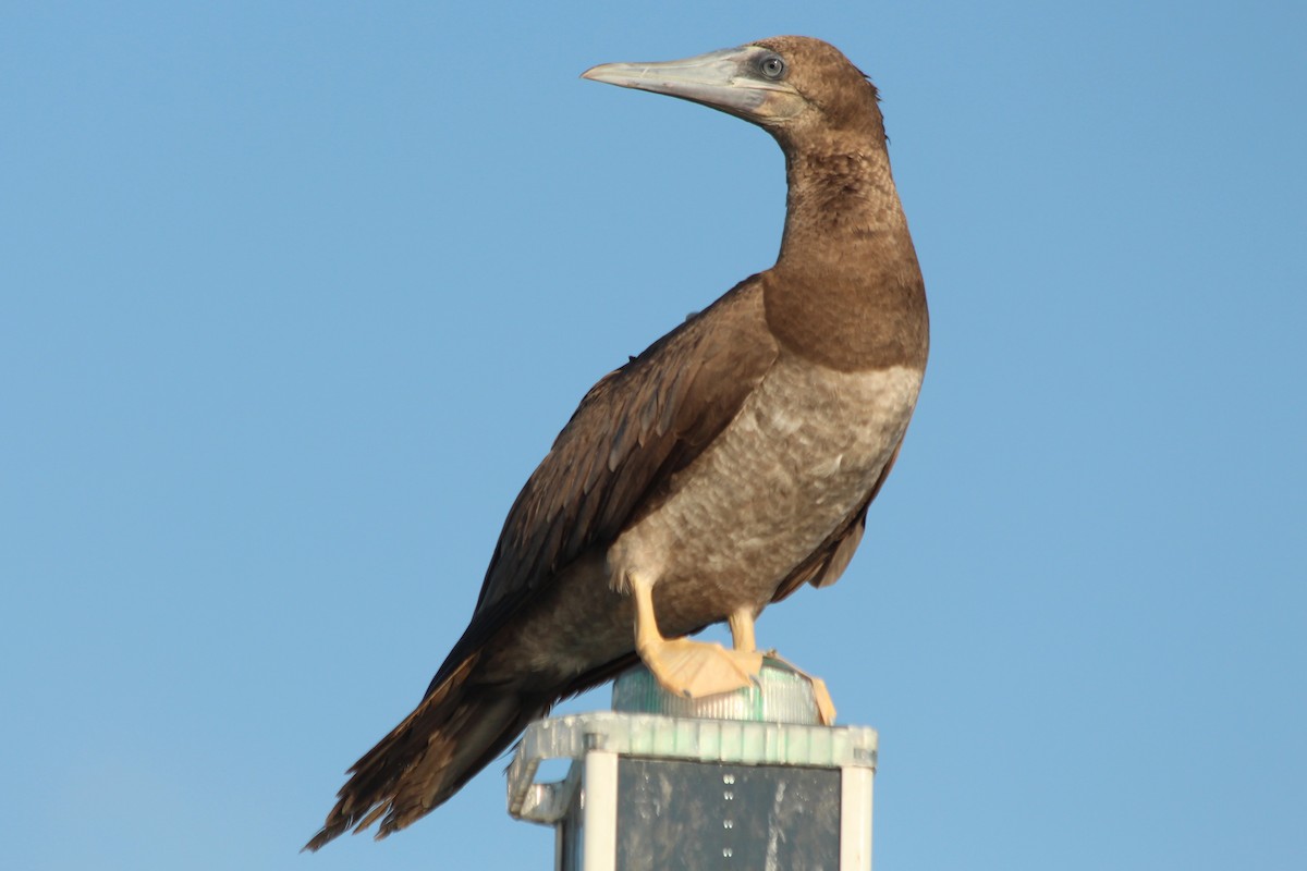 Brown Booby - ML173013601
