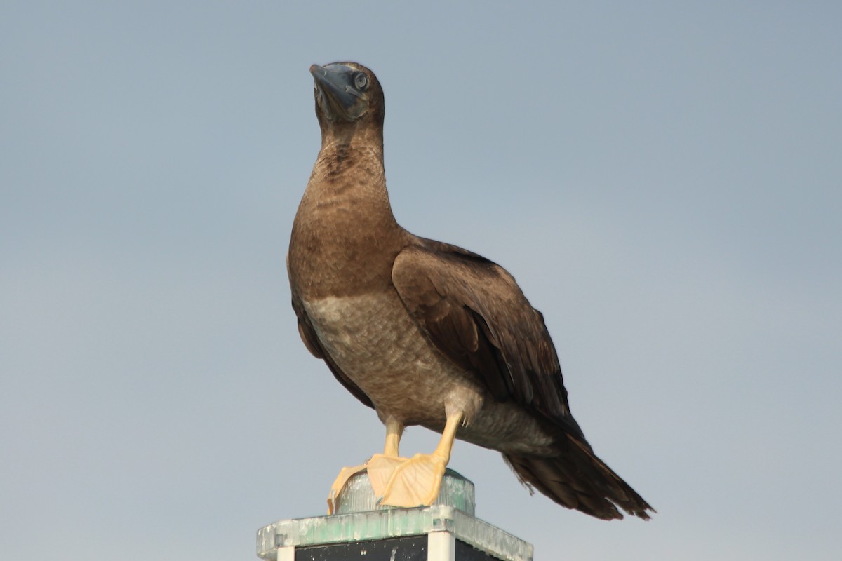 Brown Booby - ML173013621