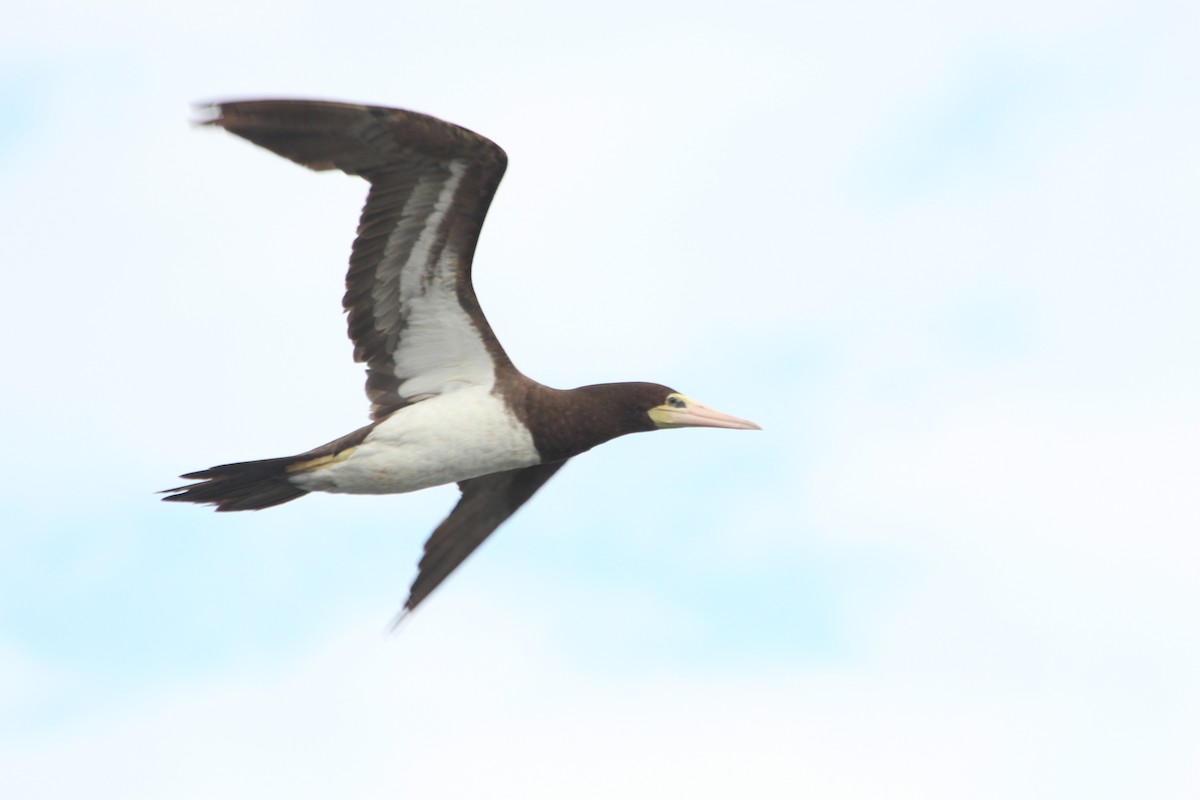 Brown Booby - ML173013701