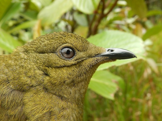  - Crested Satinbird - 