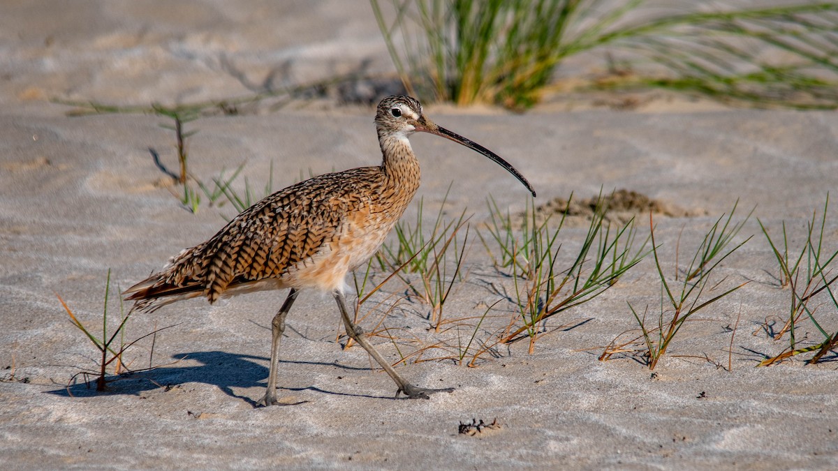 Long-billed Curlew - Philip Robinson