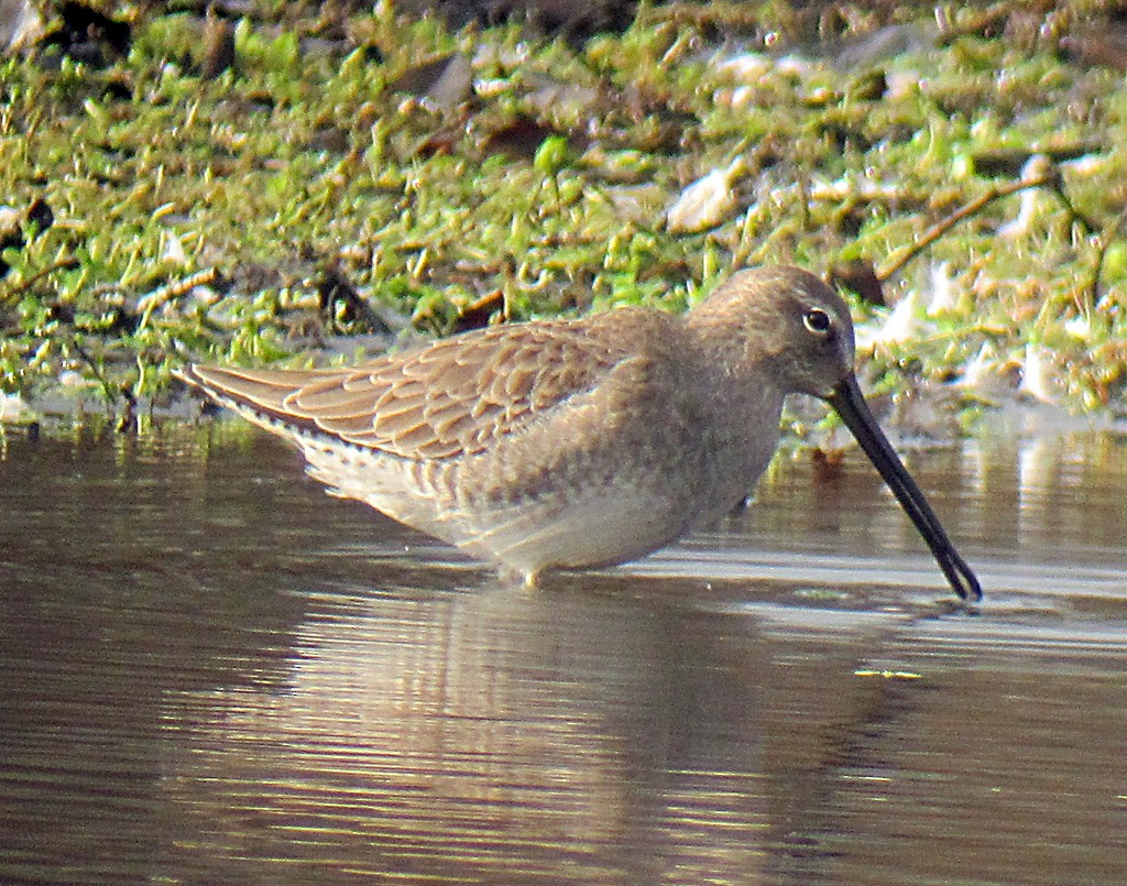 Long-billed Dowitcher - ML173025771