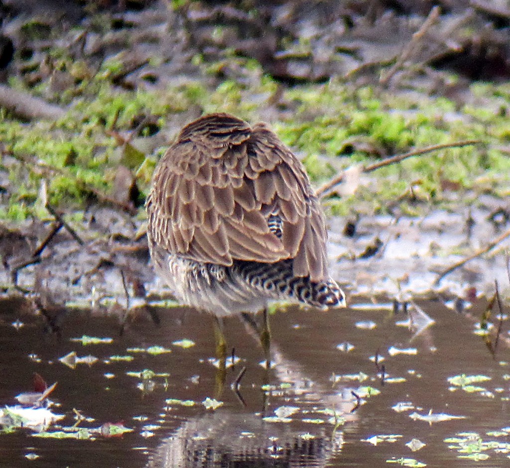 Long-billed Dowitcher - ML173025781