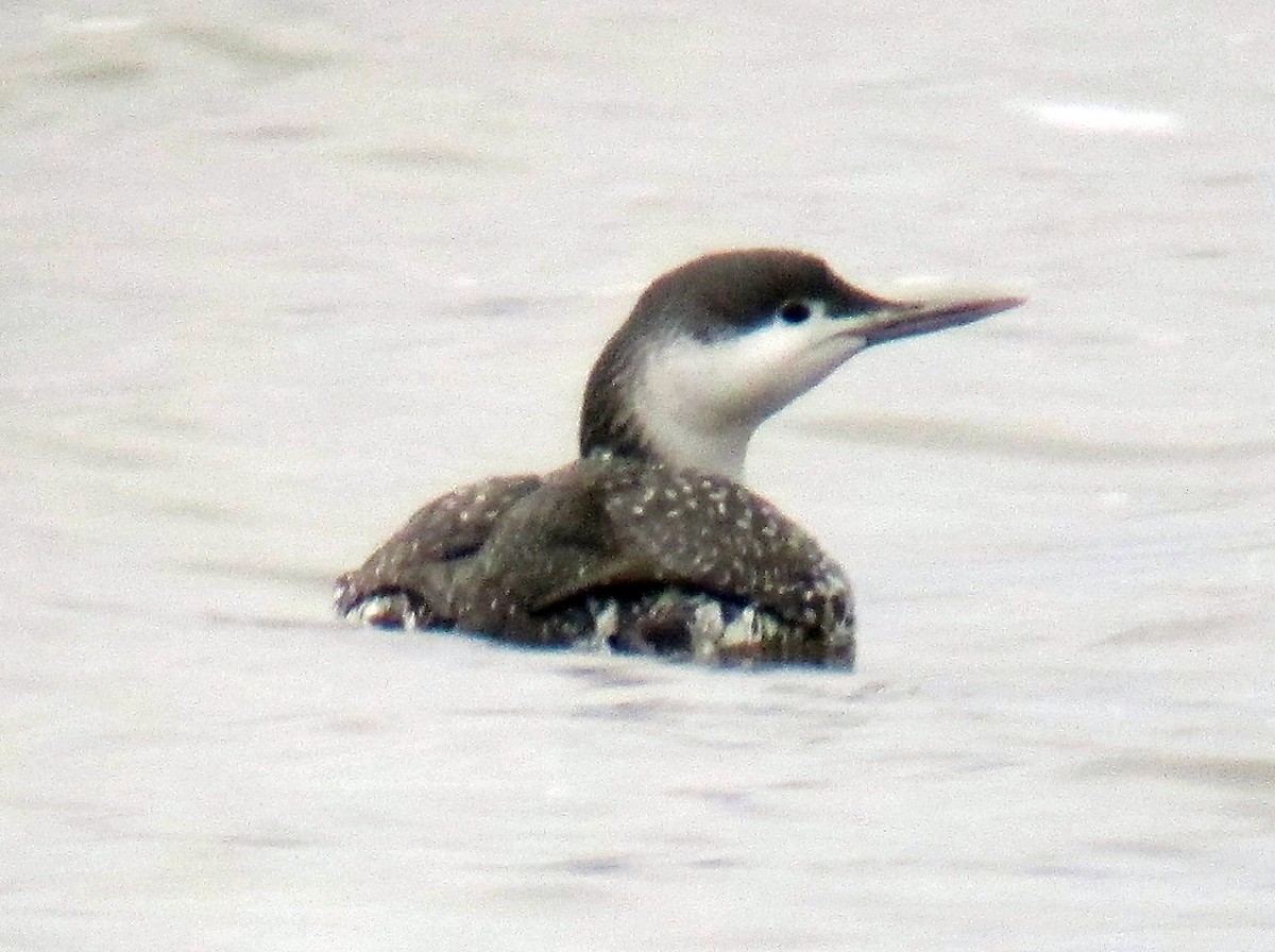 Red-throated Loon - ML173025821