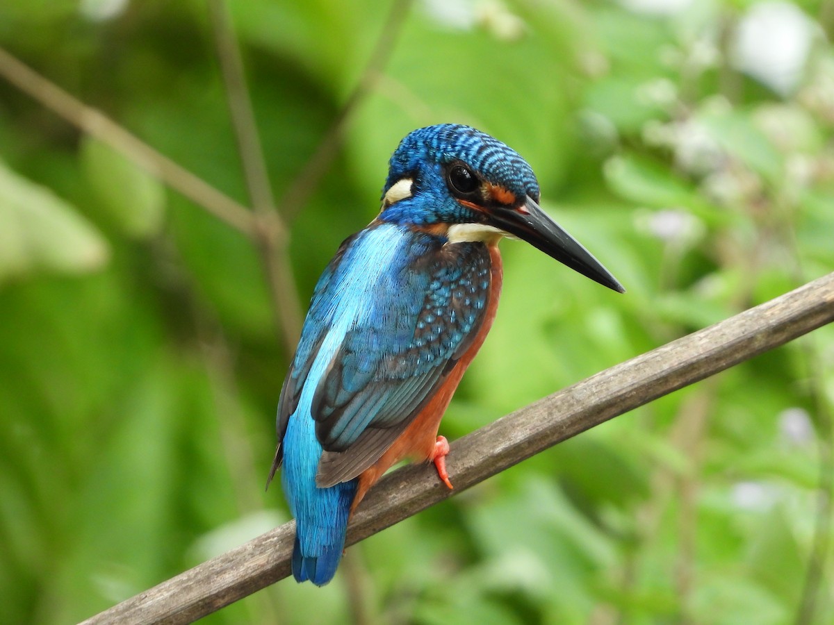 Blue-eared Kingfisher - Sreekumar Chirukandoth