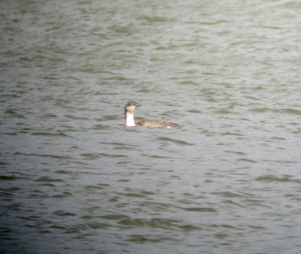 Red-throated Loon - ML173027551