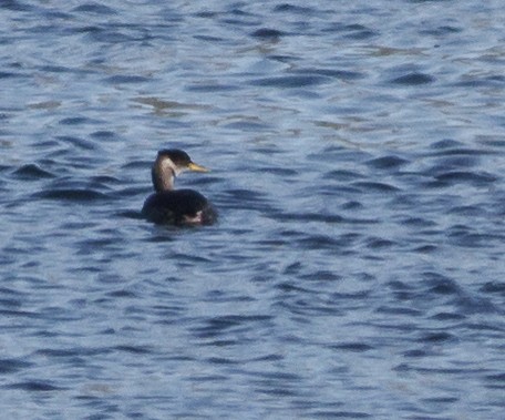 Red-necked Grebe - ML173027791