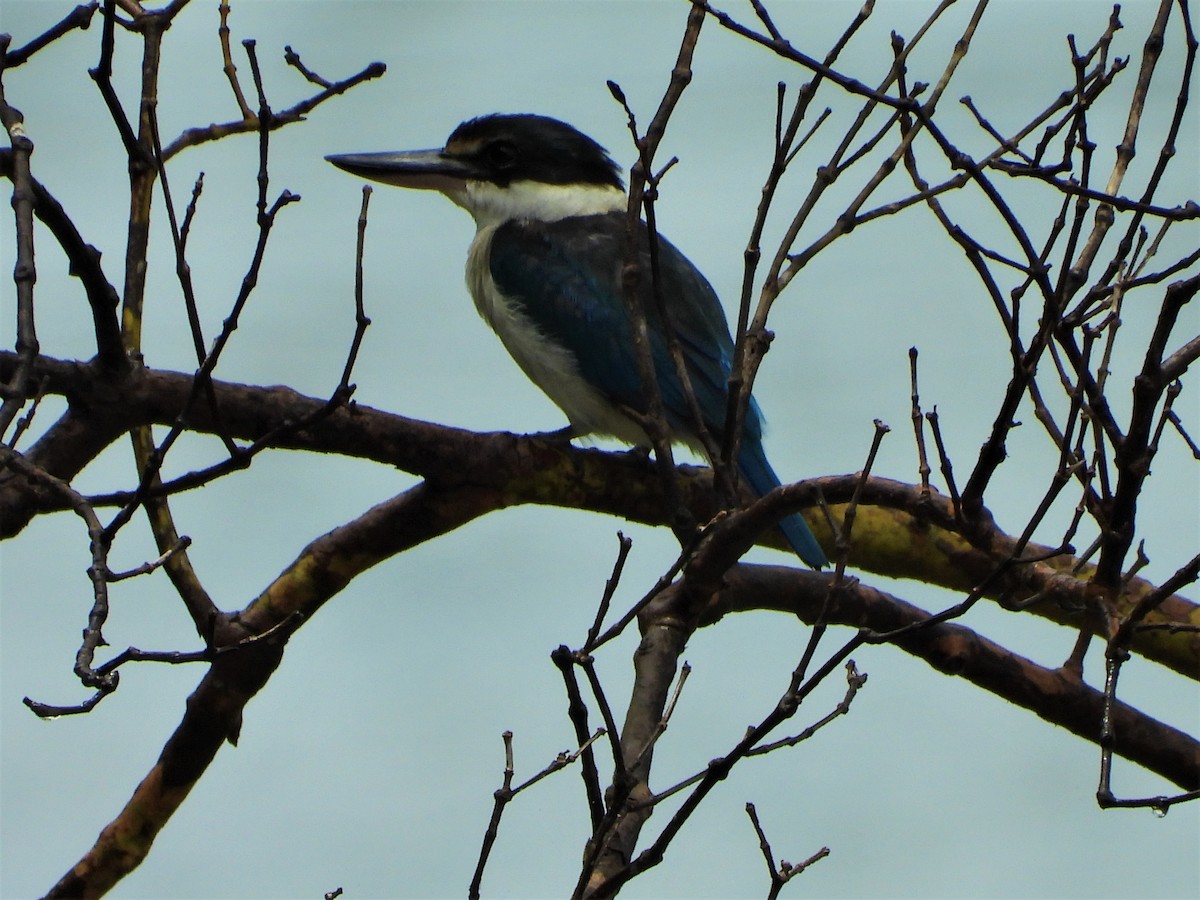 Collared Kingfisher - Sreekumar Chirukandoth