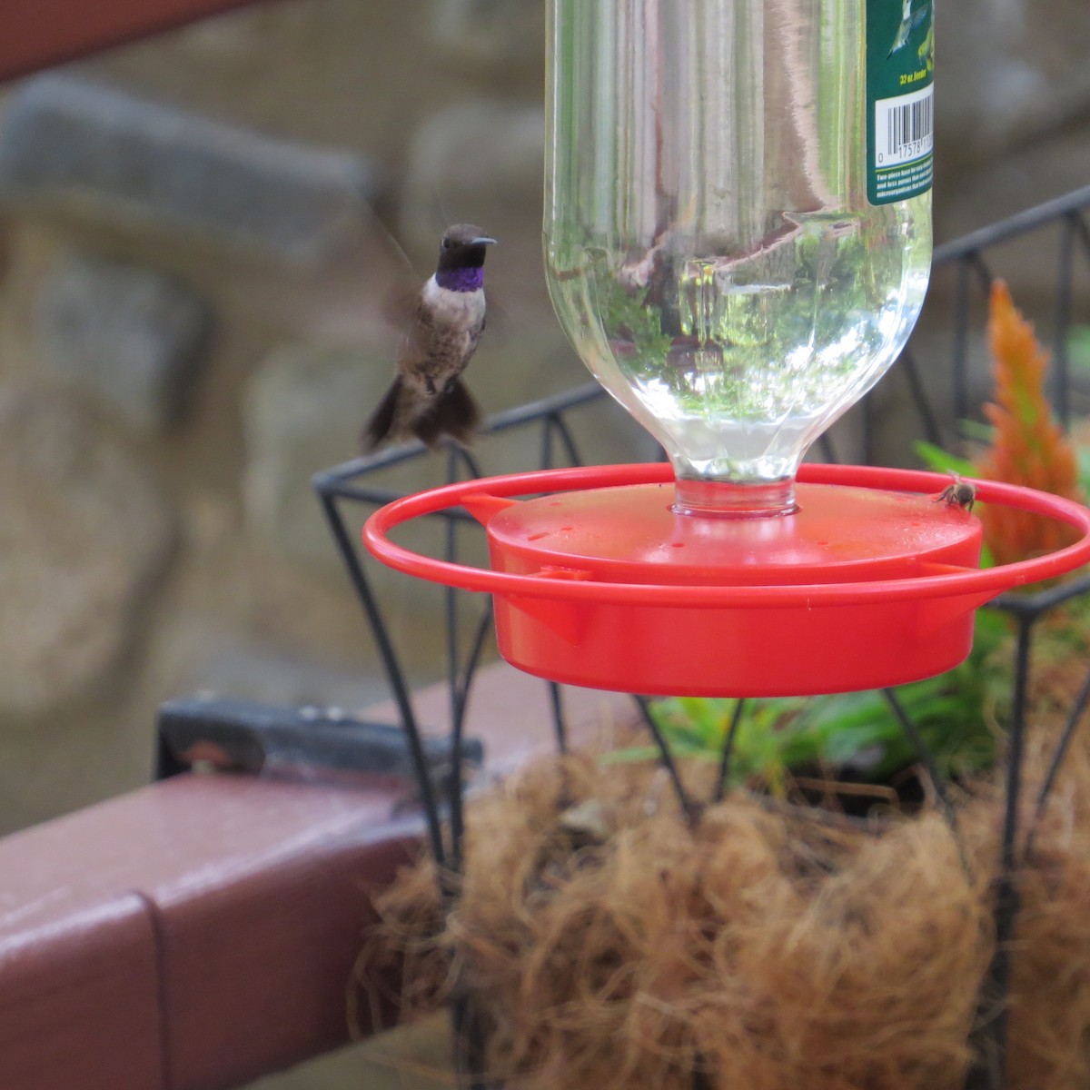 Black-chinned Hummingbird - ML173029491