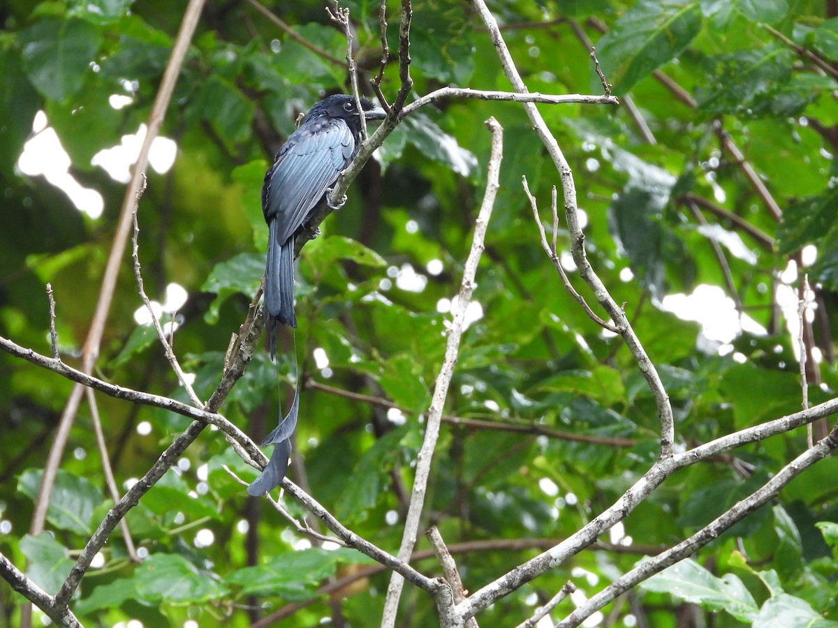 Greater Racket-tailed Drongo - Sreekumar Chirukandoth