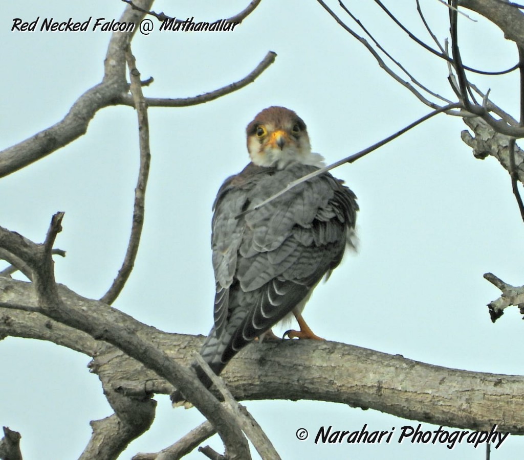 Red-necked Falcon - Narahari M P
