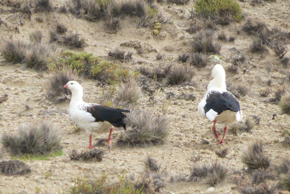 Andean Goose - ML173032621