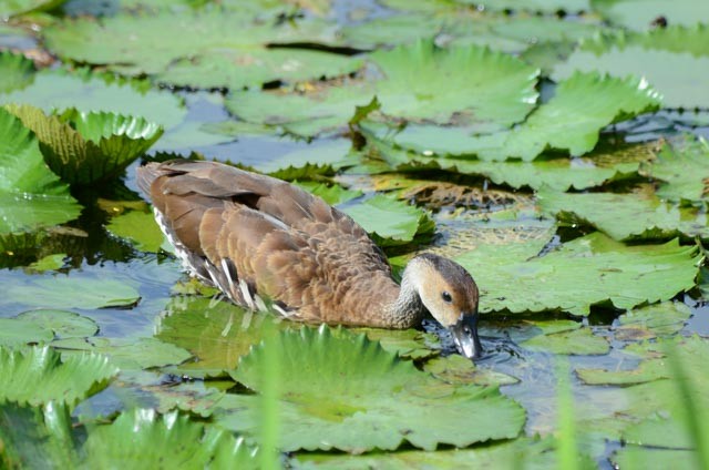 West Indian Whistling-Duck - ML173032631