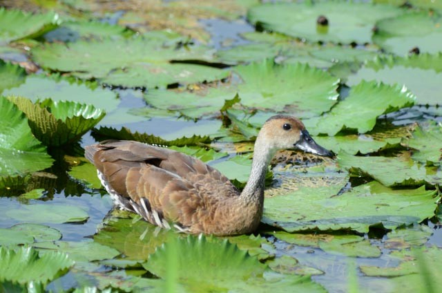 West Indian Whistling-Duck - ML173032641