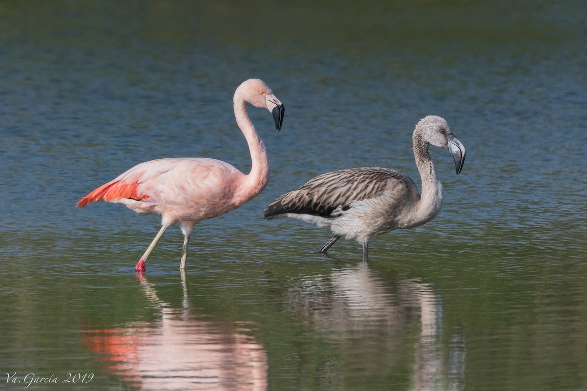 Chilean Flamingo - VERONICA ARAYA GARCIA