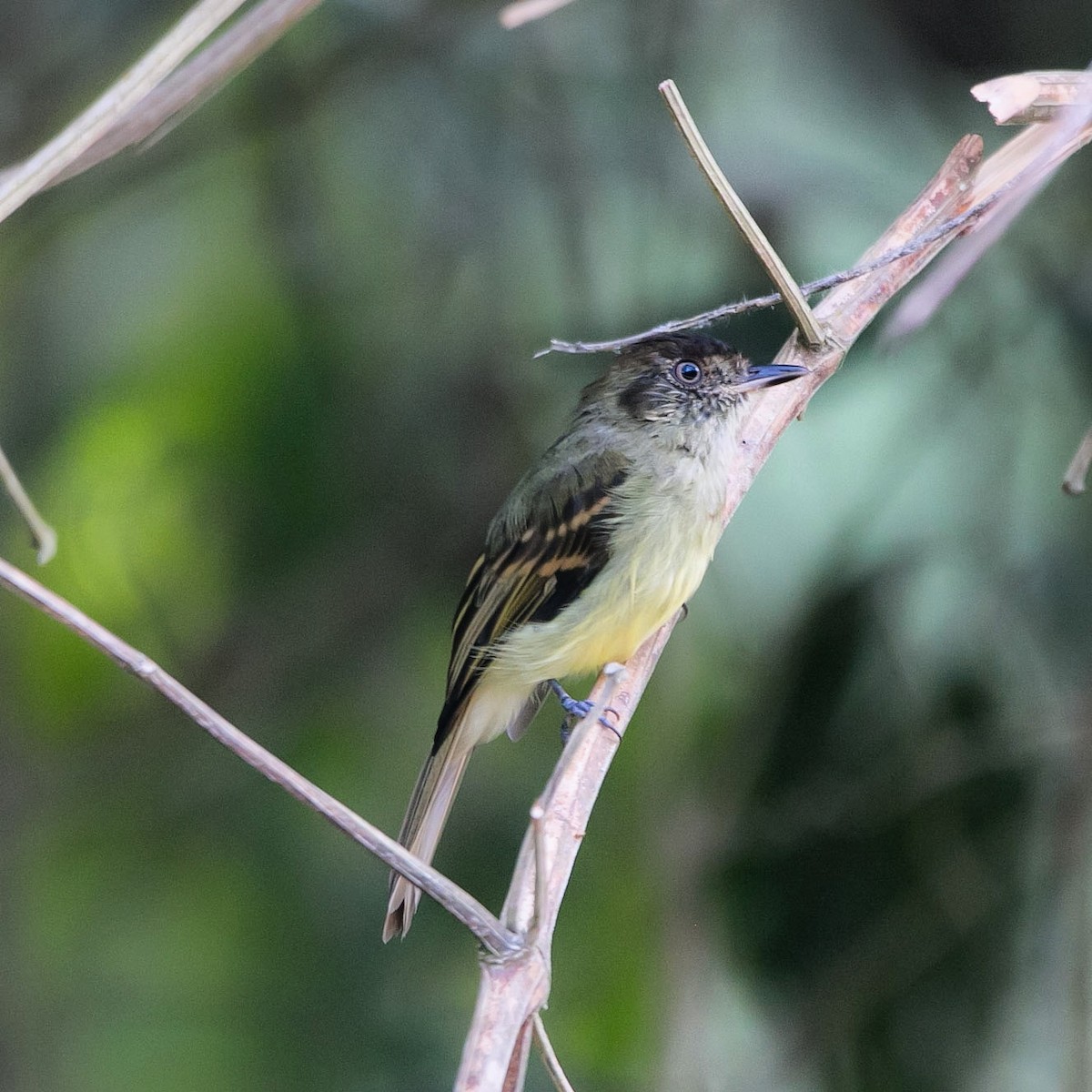 Sepia-capped Flycatcher - ML173044471