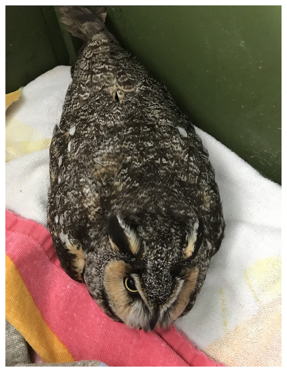 Long-eared Owl - ML173045481