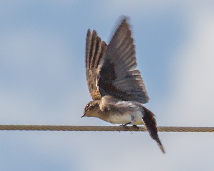 Northern Rough-winged Swallow - Sue Smith