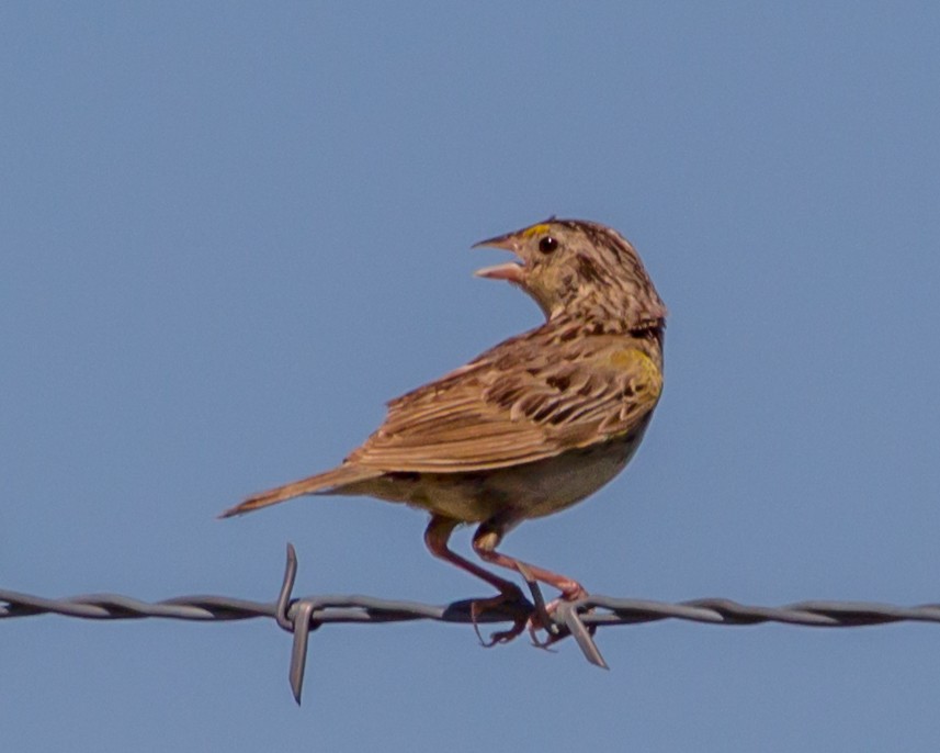 Grasshopper Sparrow - Sue Smith