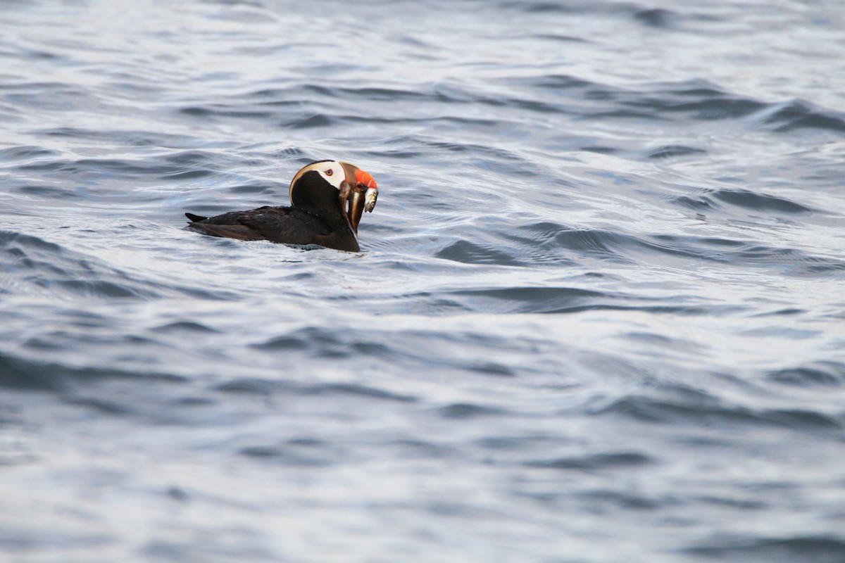 Tufted Puffin - ML173050411