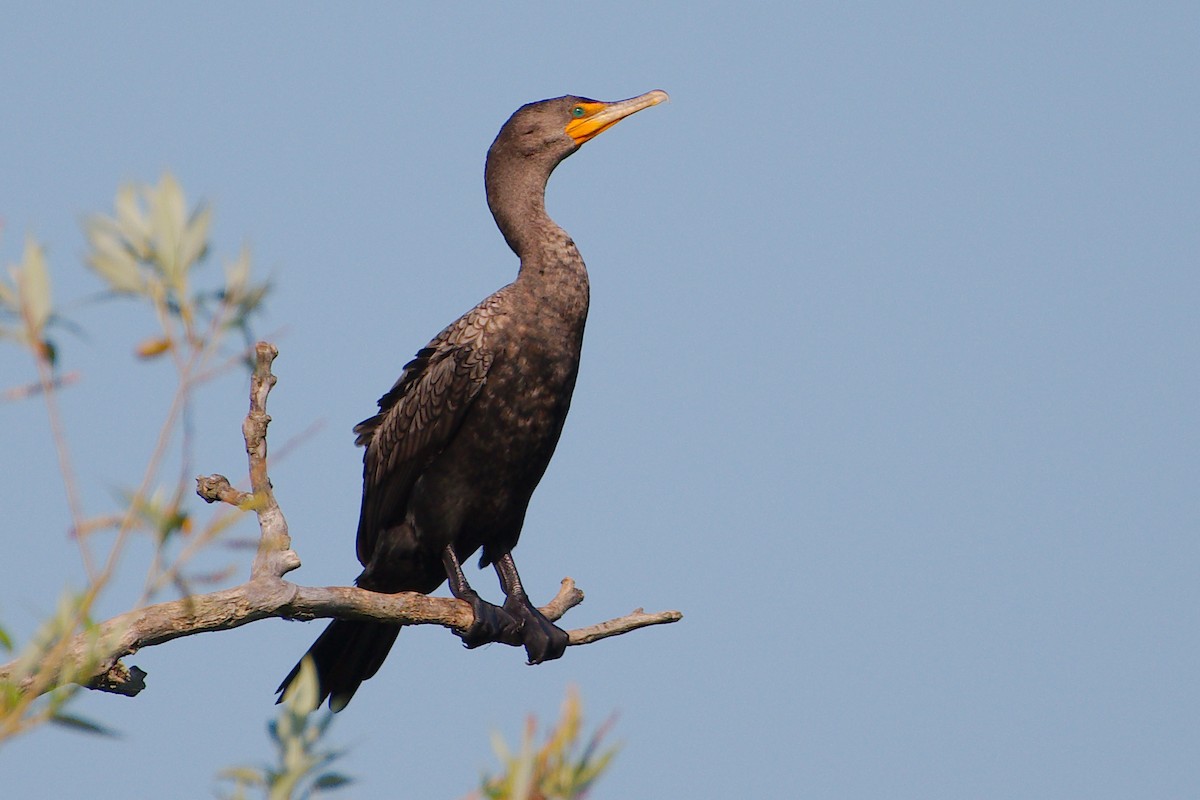 Double-crested Cormorant - Rick Beaudon