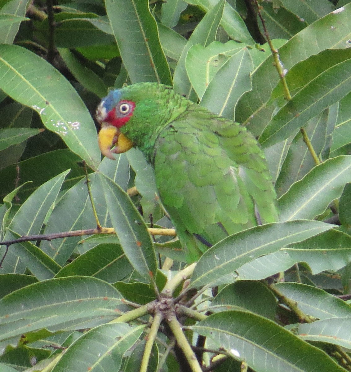 White-fronted Parrot - ML173080861