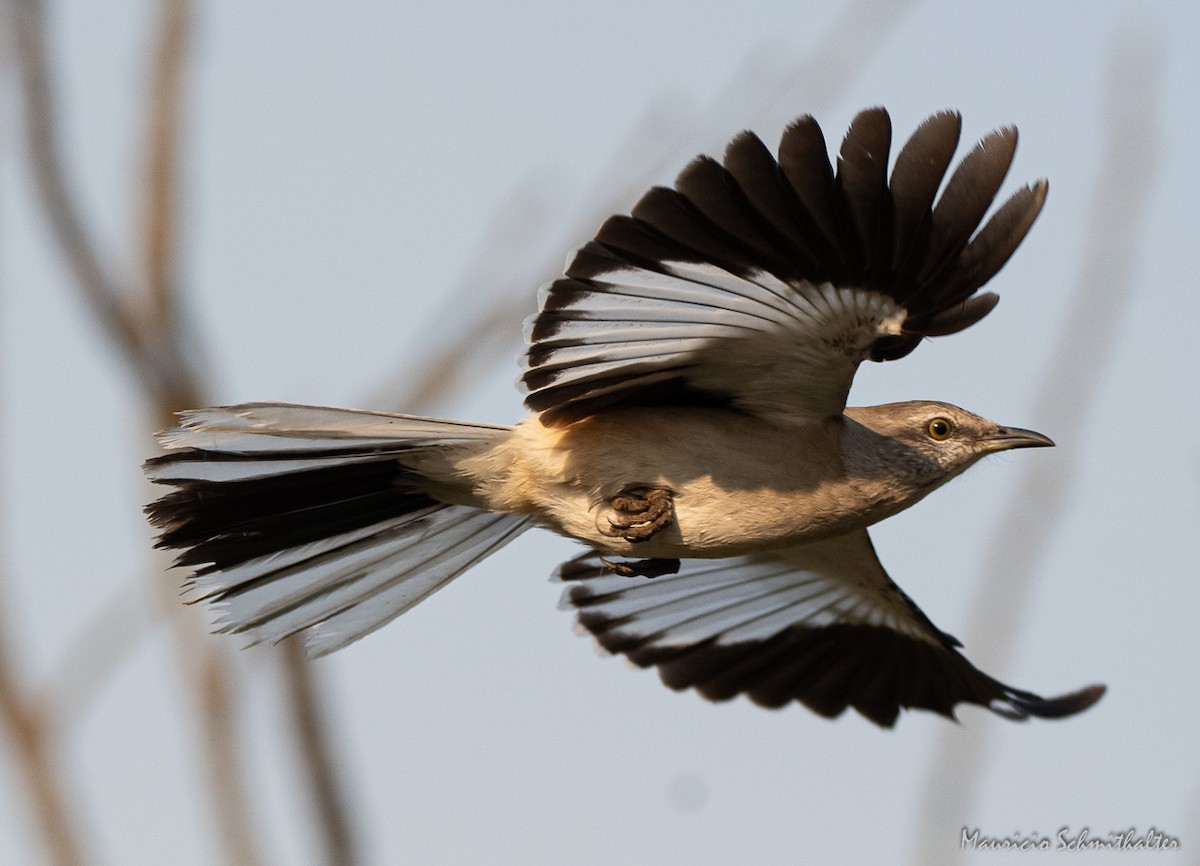White-banded Mockingbird - Mauricio Schmithalter