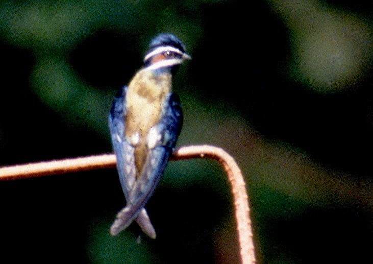 Whiskered Treeswift - Don Roberson