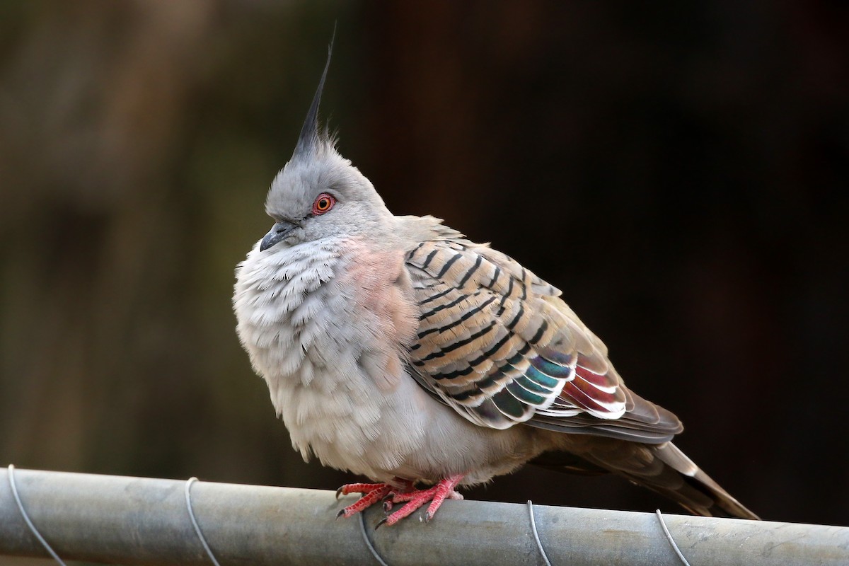 Crested Pigeon - ML173100331