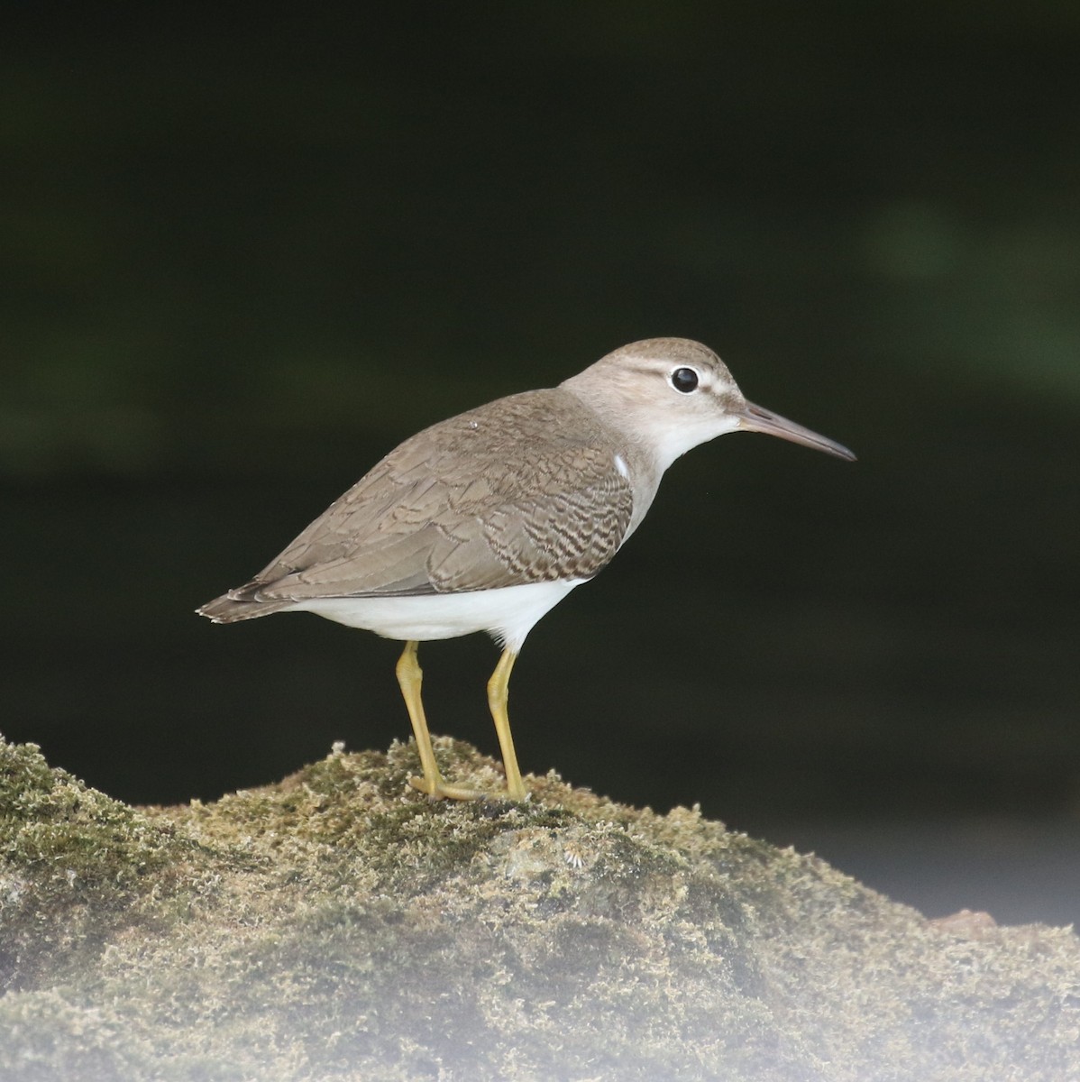 Spotted Sandpiper - Richard Brewer