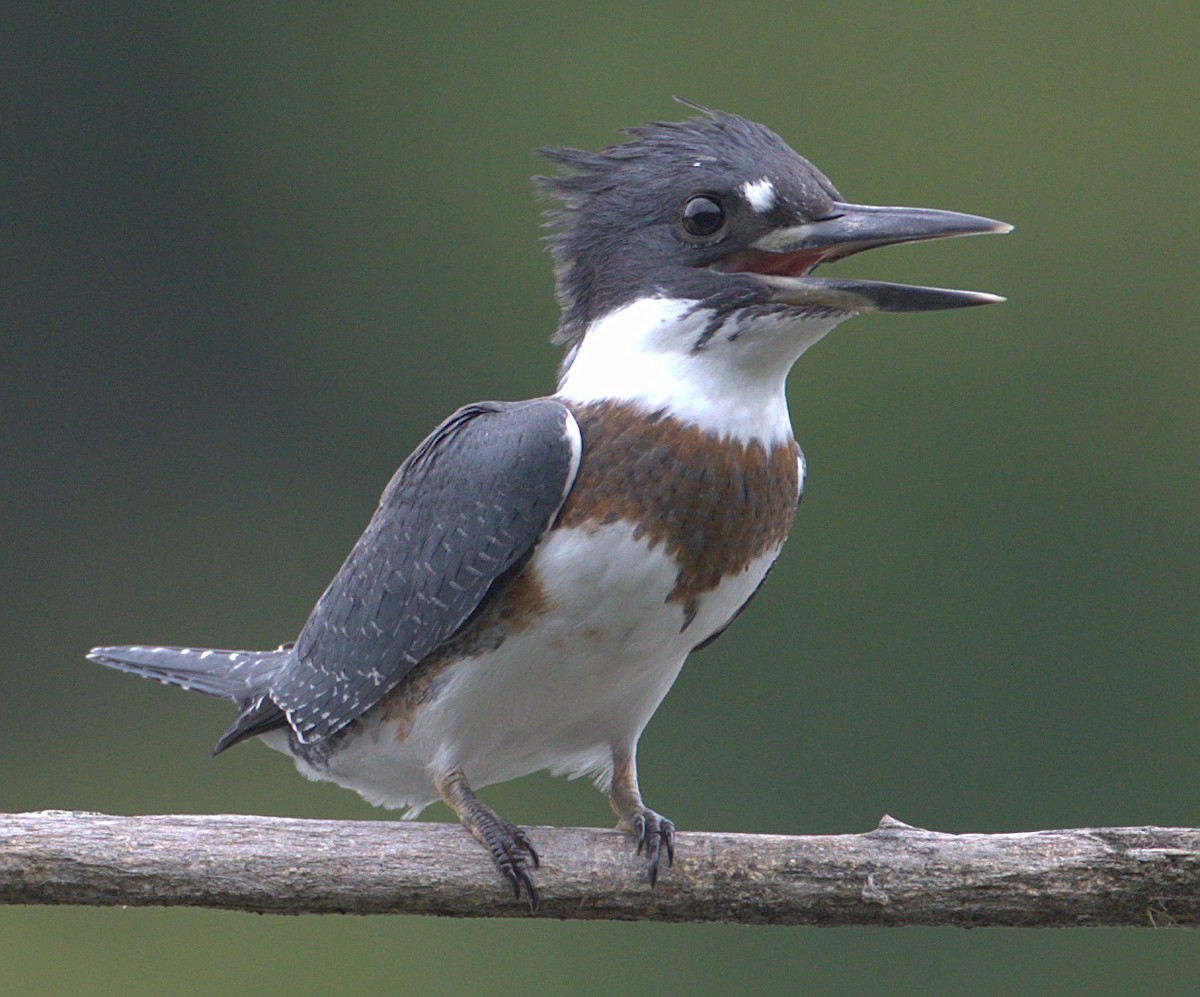 Belted Kingfisher - ML173103831