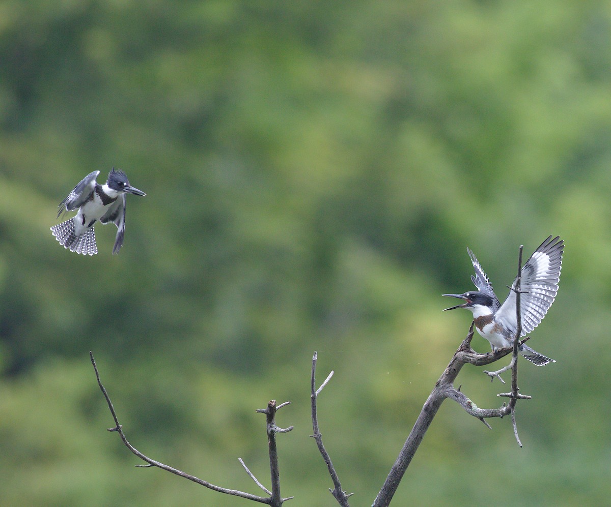 Belted Kingfisher - ML173103851