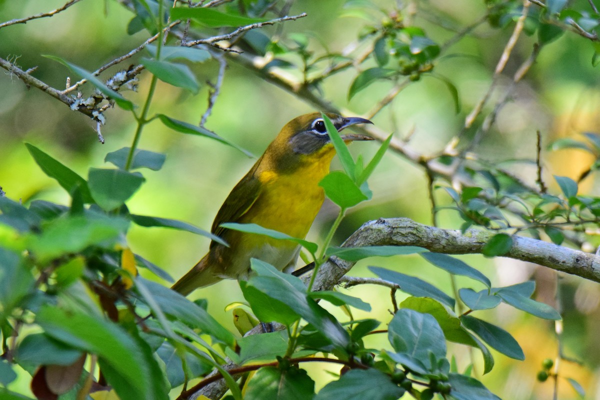 Yellow-breasted Chat - Perry Doggrell