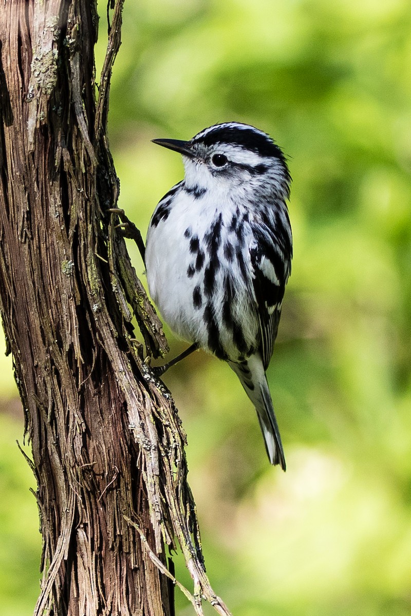 Black-and-white Warbler - ML173122901