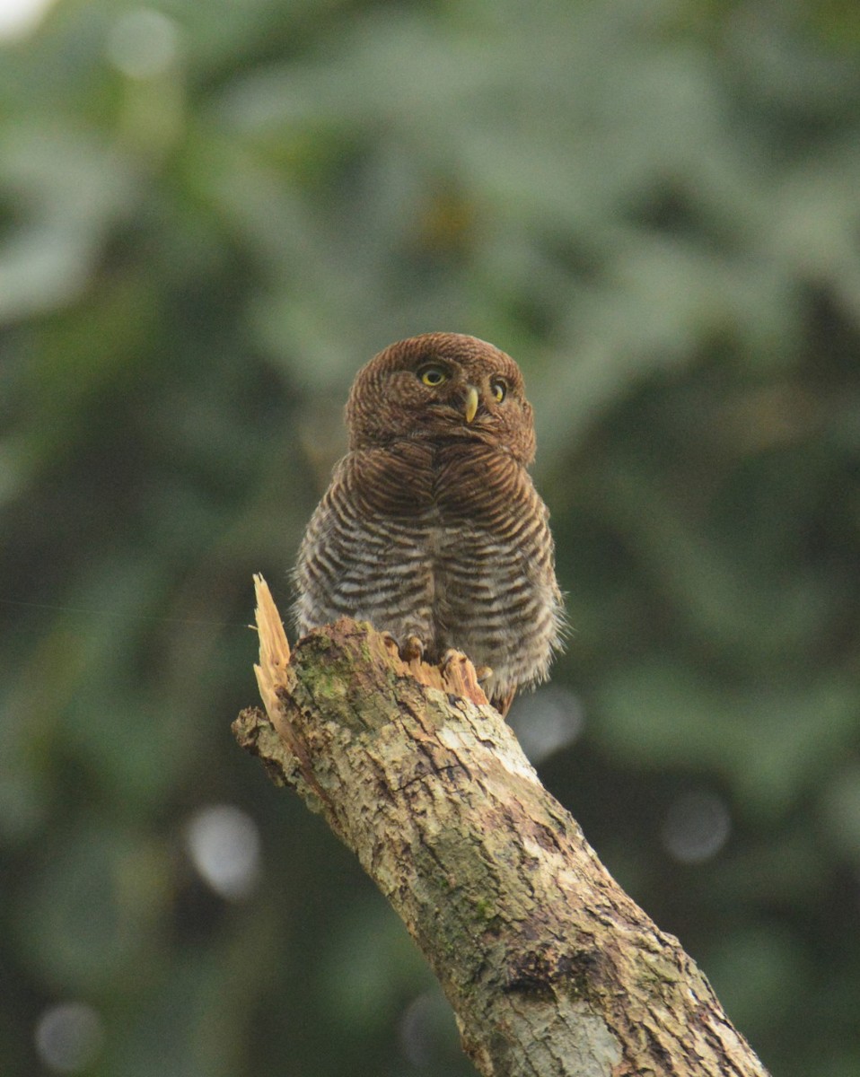 Jungle Owlet - Savio Fonseca (www.avocet-peregrine.com)