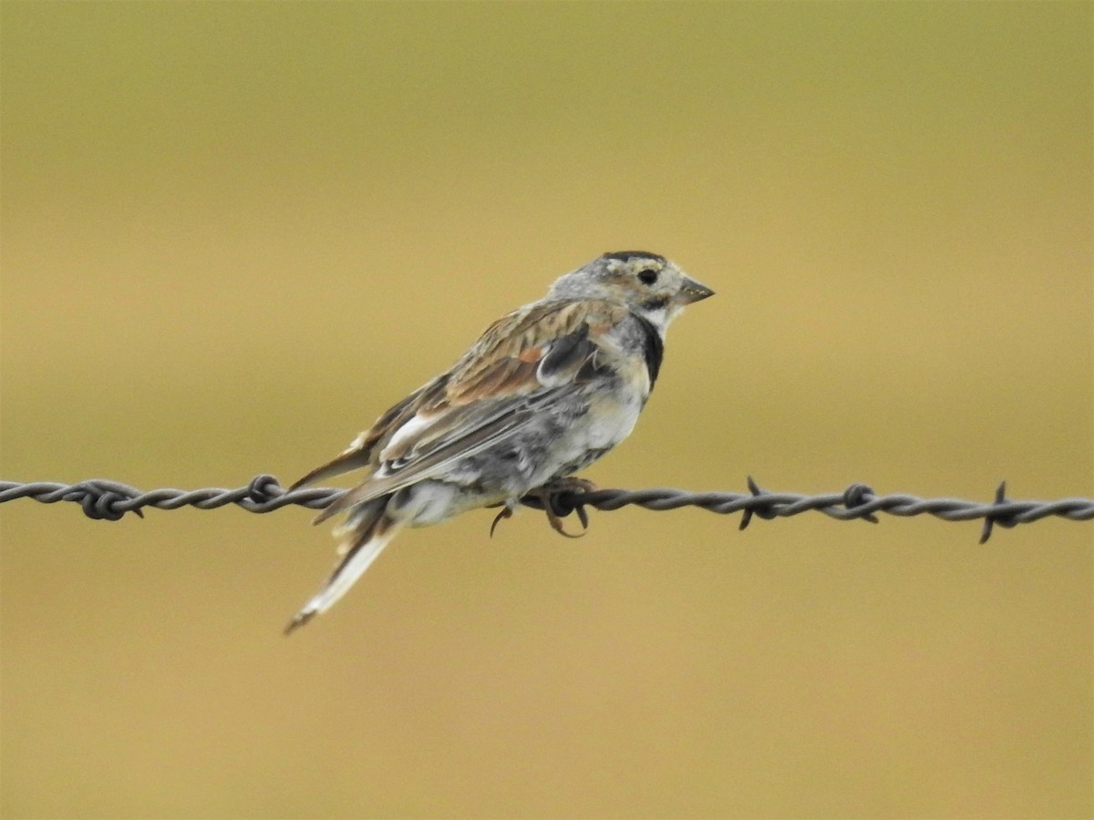 Thick-billed Longspur - ML173126801