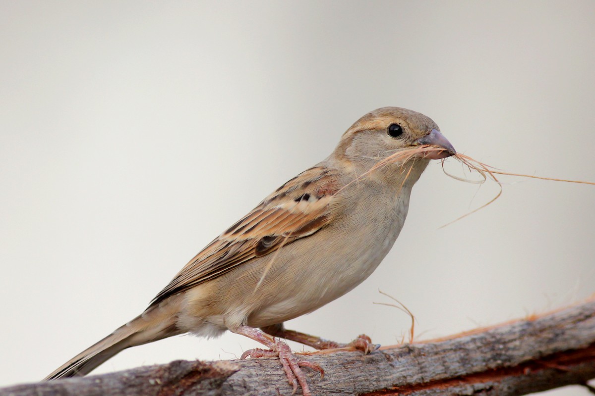 House Sparrow - Aravind AM