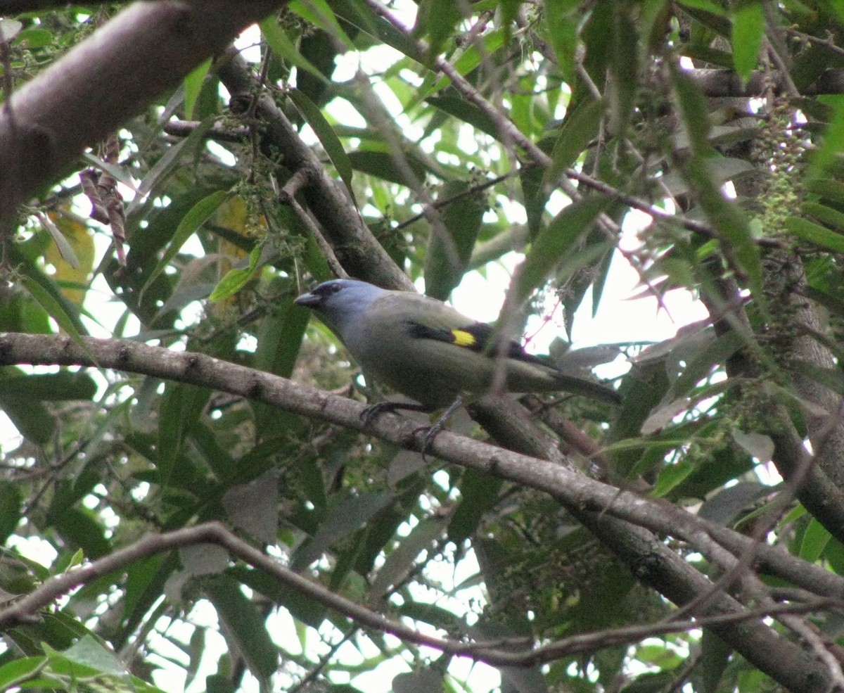 Yellow-winged Tanager - ML173134221
