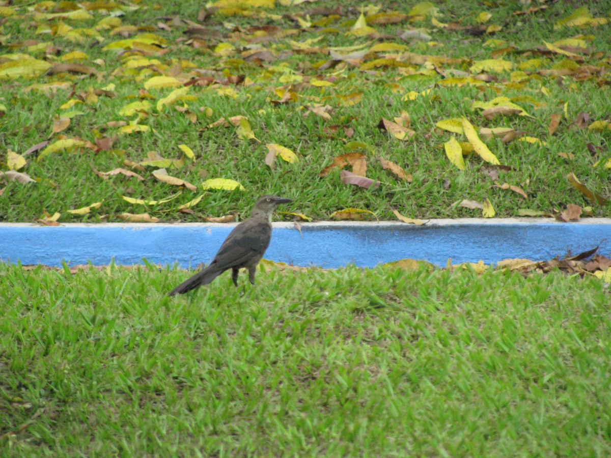 Great-tailed Grackle - ML173135061