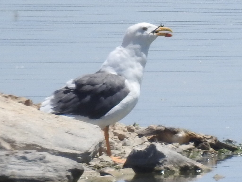 Yellow-footed Gull - ML173137551