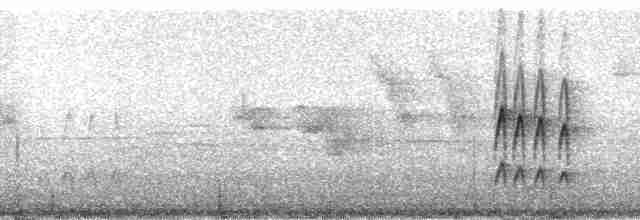 Тиранчик-довгохвіст жовточеревий - ML17314