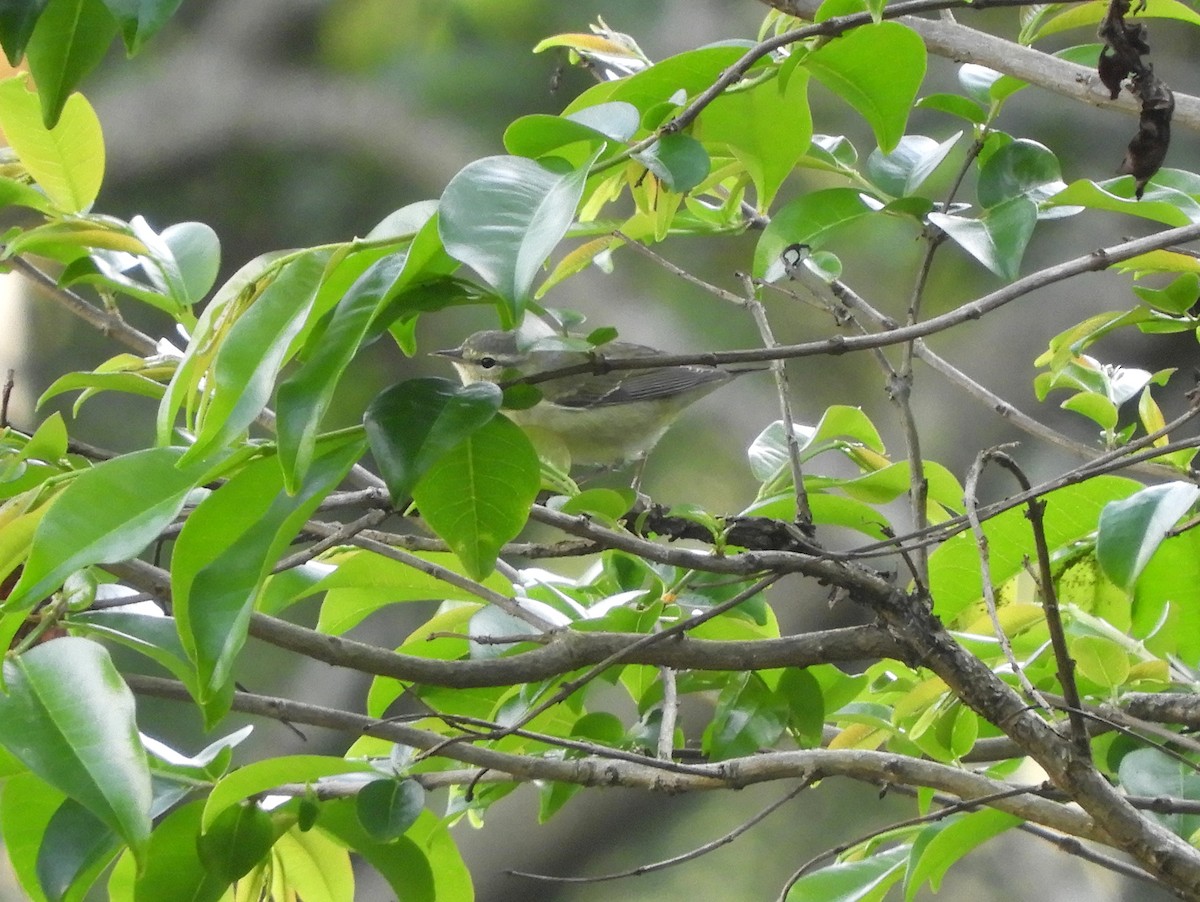 Tennessee Warbler - Gonzalo Diaz