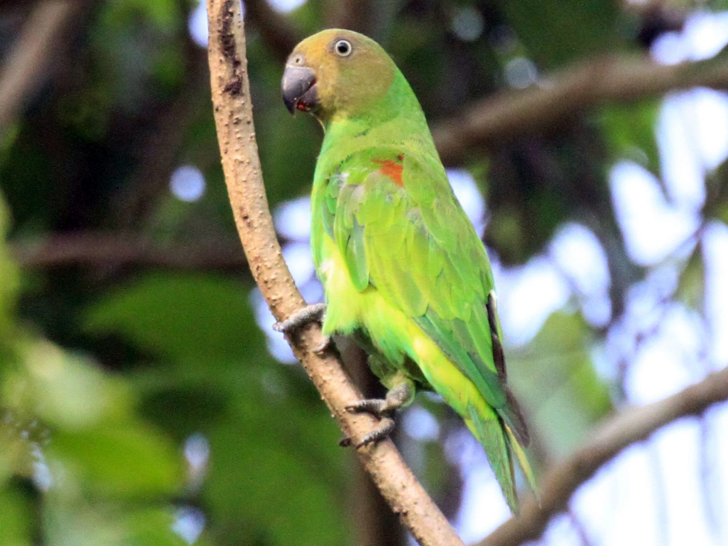 Red-cheeked Parrot - Charles Davies